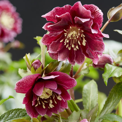 Lenzrose (Helleborus orientalis) 'Double Ellen Red' – Rote Blüte – 1 Pflanze – Immergrün – Topf: 14 cm, Höhe: 35 cm
