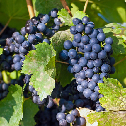 Blå drue - Vitis vinifera Regent - Frugtplante - 2 planter - ↕50cm - Ø15cm