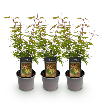 Japanse Esdoorn - Acer Palmatum Phoenix - Roze - ↕35cm - Ø12cm - 3x