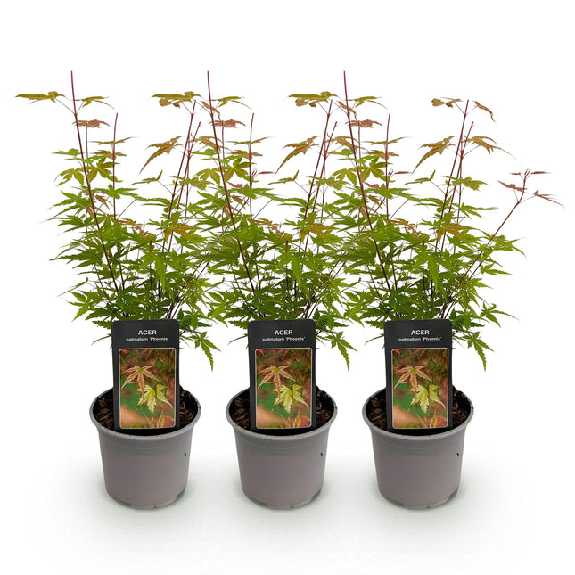 Japanese Maple - Acer Palmatum Phoenix - Pink - ↕35cm - Ø12cm - 3x