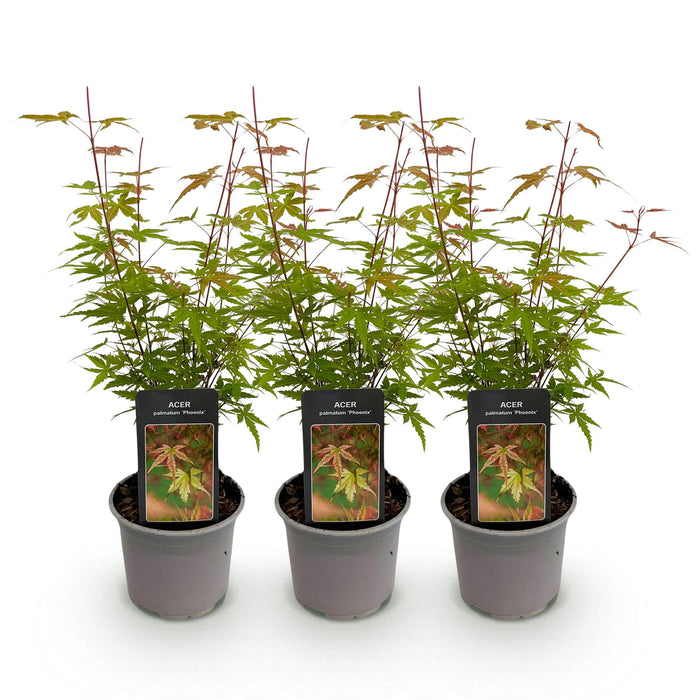 Acer palmatum Phoenix - Rosa - 3 Pflanzen - Laubabwerfend - Pflegeleicht - Topf 12 cm, Höhe 35 cm