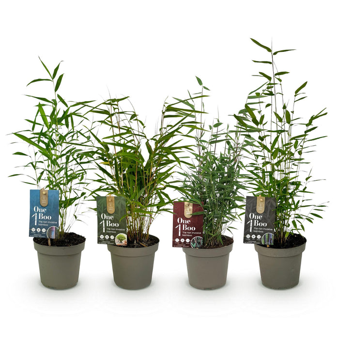 Bamboe - Fargesia mix Rainbow - Zwart, Rood, Blauw en Groen - 4 Planten - Bladhoudend - Niet Woekerend- Pot 14cm Hoogte 35cm