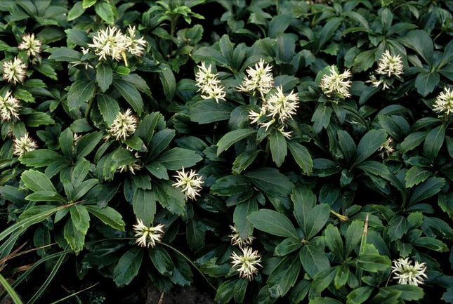 Pachysandra terminalis 'Green Sheen' - Schaduwkruid - ↕10-25cm - Ø9cm - 12x