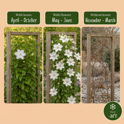 Clematis Jackmanii Huldine - Bosrank 4x - Wit - Klimplant - Ø9cm - ↕35cm