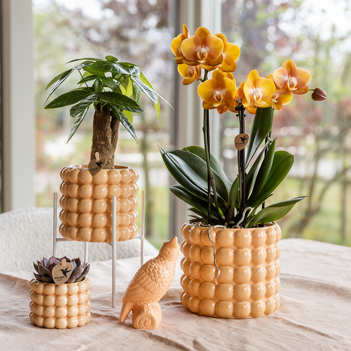 Kolibri Orchids | Las Vegas orchidee oranje/geel + Poppy Peach sierpot – potmaat Ø12cm | bloeiende kamerplant – vers van de kweker
