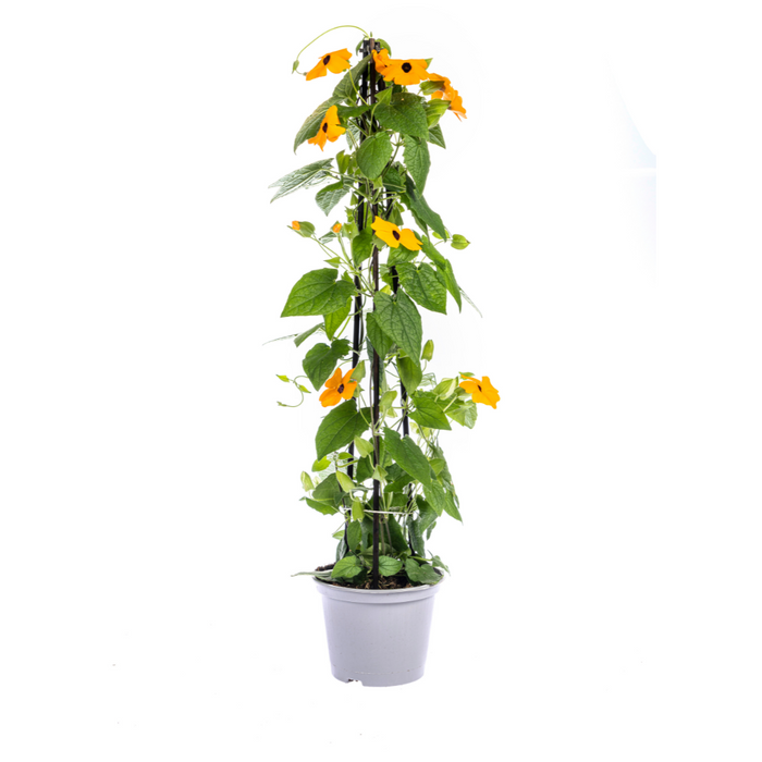 Suzanne met de Mooie Ogen - Thunbergia alata Sunny Susy Mix - ↕60cm - Ø13cm - 4x