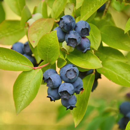 Vaccinium corymbosum Patriot - Bilberry - Hardy - Blueberry - 2 Plants - 15cm Pot - Height 50cm