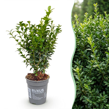 Buxus sempervirens - Palmboompje - 16x Haagplanten - Groenblijvend - Groen - Pot 9cm - Hoogte 20-25cm