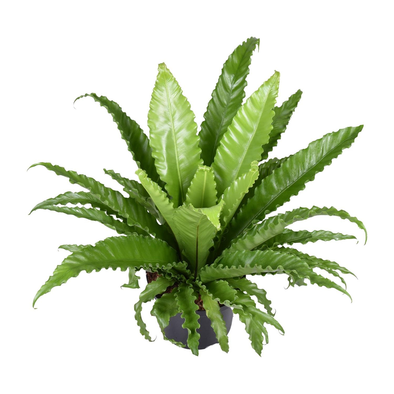 Asplenium (Nestvaren)