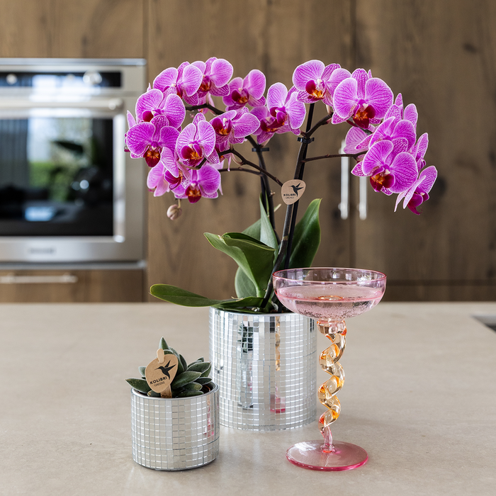 Kolibri Orchids | Paarse Vienna orchidee + Disco sierpot – potmaat Ø9cm | bloeiende kamerplant – vers van de kweker
