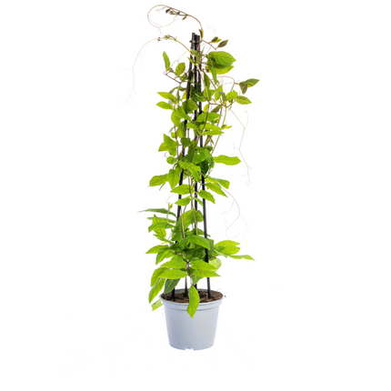 Cobea Scandens Fioletowy Niebieski - ↕60cm - Ø13 cm - 4x