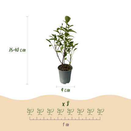 Ligustrum ovalifolium Aureum - feuilles jaune-vert - 8 plants - 1 mètre linéaire - persistant - pot de 9 cm, hauteur 35-40 cm