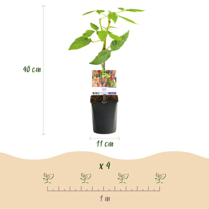 Tayberry - Rubus Tayberry - Red Fruit - ↕40cm - Ø11cm - 2x