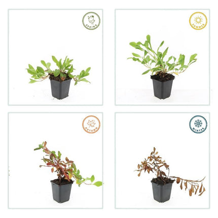 Persicaria affinis 'Darjeeling Red' - Duizendknoop - ↕10-25cm - Ø9cm - 24x