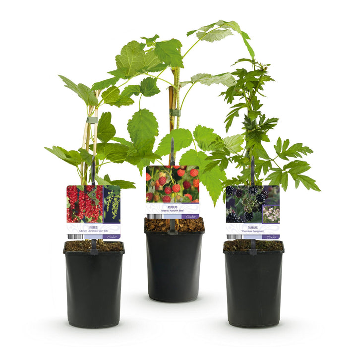 Fruit planten mix - Rode Bes, Rode Framboos, Zwarte Braam - 3 planten - Pot 11cm Hoogte 40cm