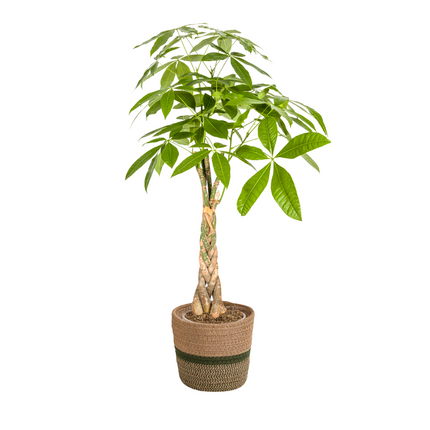 Pachira Aquatica with basket Ø21cm - ↕90 - 110cm