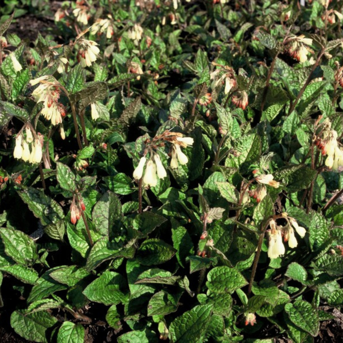 Symphytum grandiflorum - Smeerwortel - ↕10-25cm - Ø9cm - 24x