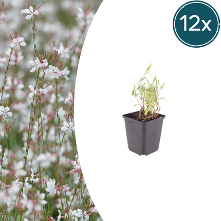 Bellissima candela - Gaura lindheimeri - ↕10-25cm - Ø9cm - 12x