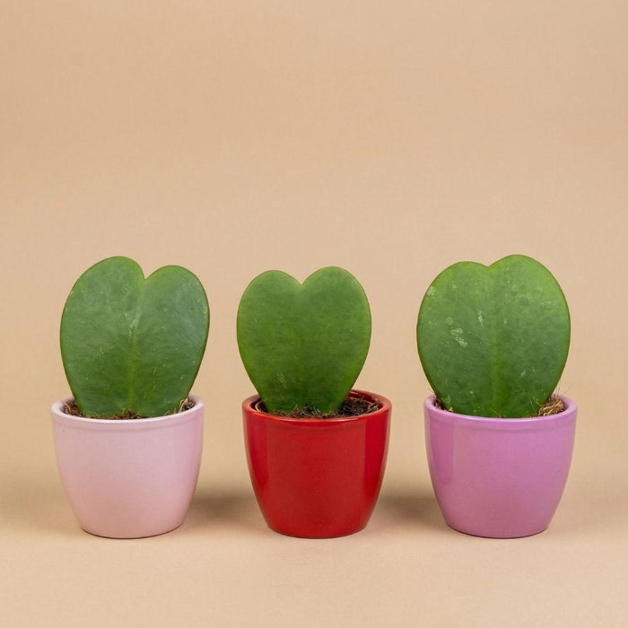 Plant set van 3 met mini pot - Love - Hoya Kerrii - roze/rood - Ø6cm