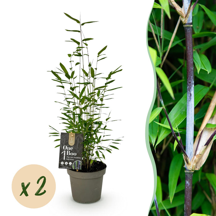 Bamboe - Fargesia Black Dragon - Groen - 2 Planten - Bladhoudend - Niet Woekerend- Pot 14cm Hoogte 35cm