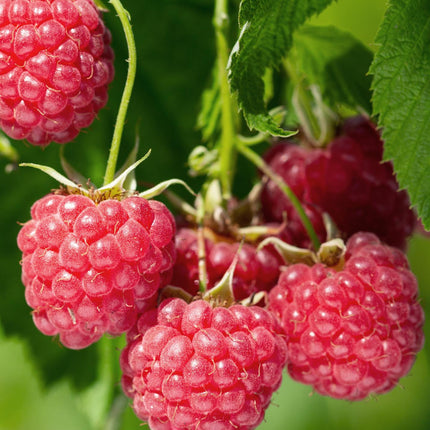 Rubus Idaeus 'Malling Promise' - Frambozenplant - ↕45cm - Ø13cm