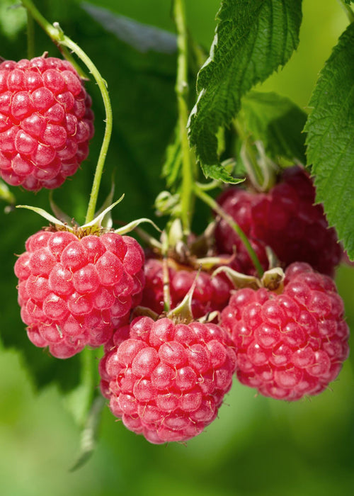 Rubus Idaeus 'Malling Promise' - Frambozenplant - ↕45cm - Ø13cm