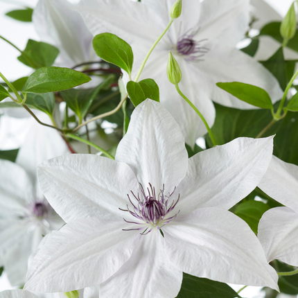 Clematis Garland Tsukiko - ↕70cm - Ø23cm