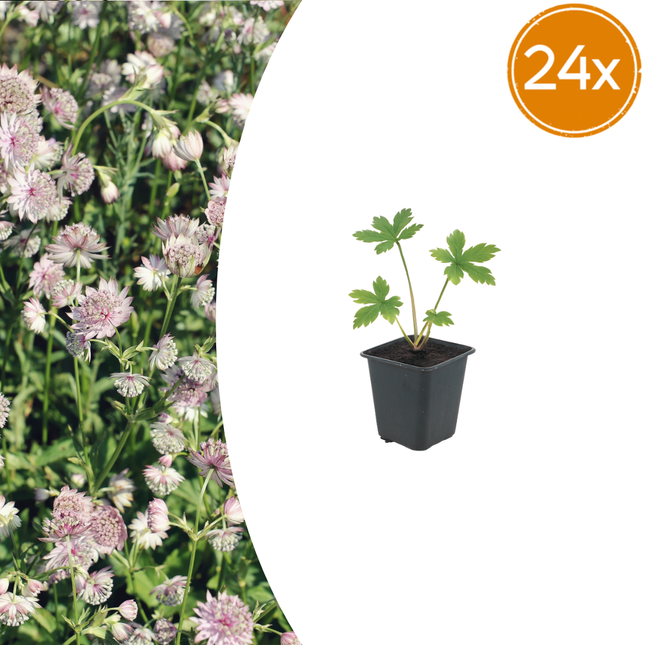 Astrantia major - Havknap - ↕10-25cm - Ø9cm - 24x