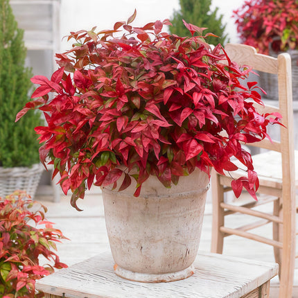 Nandina Blush Pink - Donker Roze - 2 Planten - Groenblijvend - Weinig Onderhoud - Pot 17cm Hoogte 40cm
