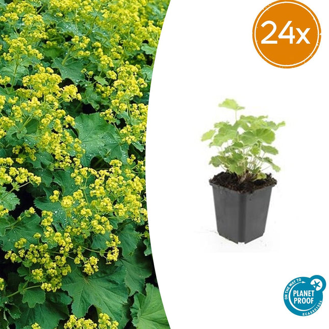 Alchemilla mollis - Manto di dama - ↕10-25cm - Ø9cm - 24x