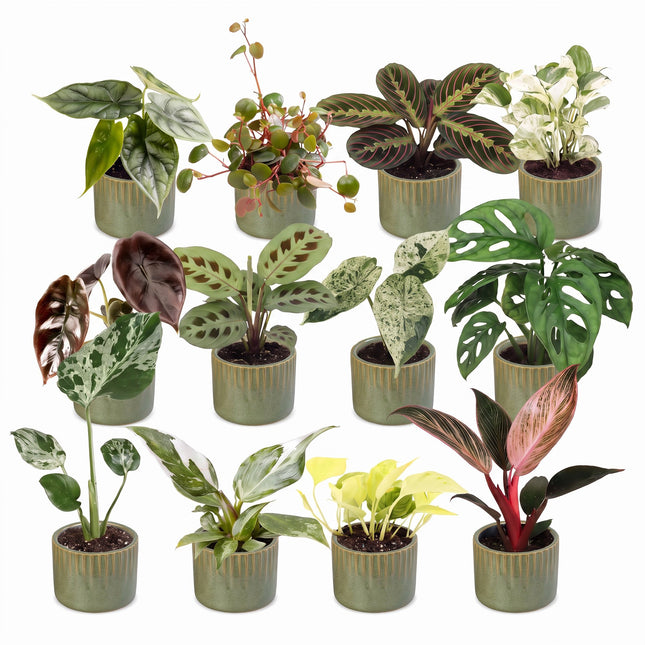 Baby Plants Surprise Box 12x - Verrassingsbox kleine planten - Diversen - Tropisch - incl. Linnea Olive - Ø6cm - ↕5-15cm