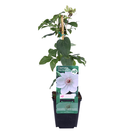 Clematis ‘Miss Bateman’ 6x – P9 pot – elegant white flowering climbing plant