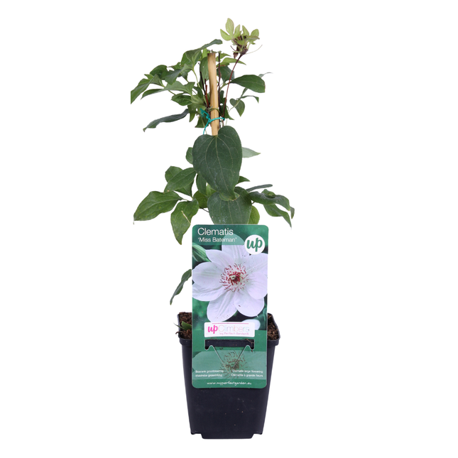 Clematis ‘Miss Bateman’ 6x – P9 pot – elegante witte bloeiende klimplant