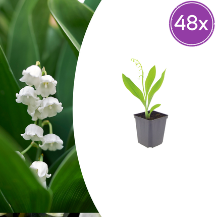 Convallaria majalis - Lelietjes van dalen - ↕10-25cm - Ø9cm - 48x