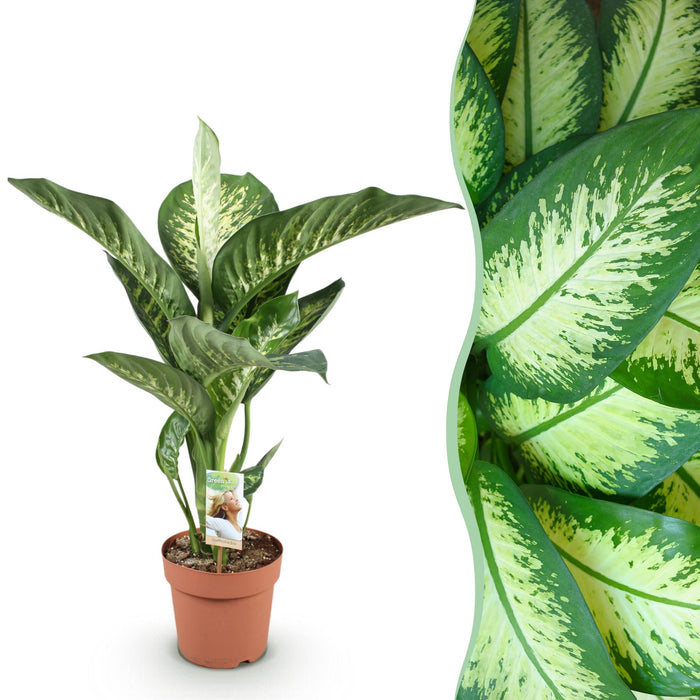 Dieffenbachia Tropic Snow - ↕90-100cm - Ø21cm