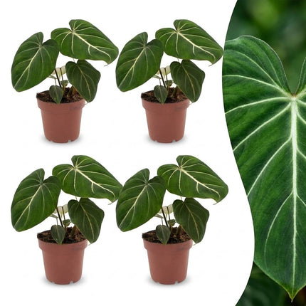 Philodendron Gloriosum - Glorie Philodendron - ↕25cm - Ø12cm - 4x