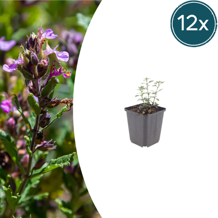 Teucrium lucidrys - Gamander - ↕10-25cm - Ø9cm - 12x
