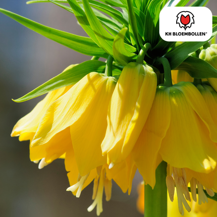 Fritillaria / Crown Imperial Lutea 5 stk.