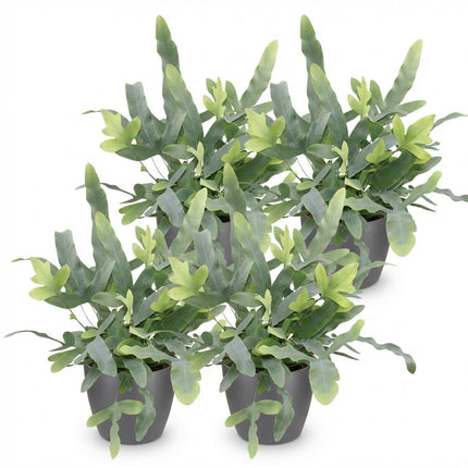 Phlebodium aureum Blue Star - Blue Fern - with grey plant pots - ↕25cm - Ø12cm - 4x