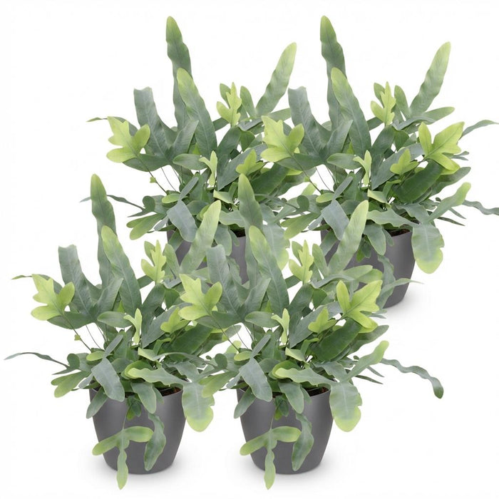 Phlebodium aureum Blue Star - Blauwe Varen - met grijze plantenpotten - ↕25cm - Ø12cm - 4x