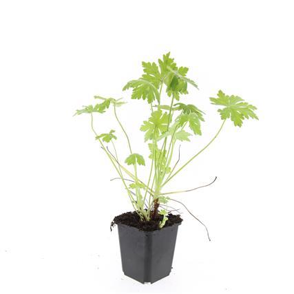 Geranium macrorrhizum - ↕10-25cm - Ø9cm - 24x