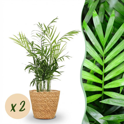 Chamaedorea elegans - Gold Palm - with Basket - ↕15cm - Ø12cm - 2x