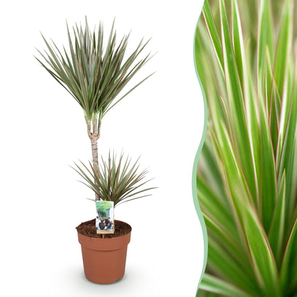 Dracaena Marginata Bicolor – Drachenblutbaum – Topf 21 cm – Höhe 90–100 cm