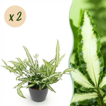 Pteris cretica Albolineata - Felce a nastro - con vasi grigi - ↕20cm - Ø12cm - 2x