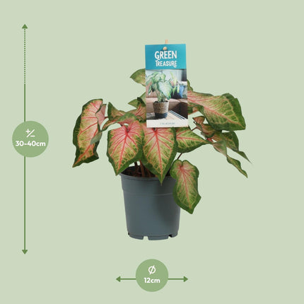 Caladium Pink - ↕25cm - Ø12cm