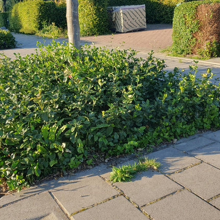 Euonymus fortunei 'Coloratus' - Japanse Kardinaalsmuts - ↕10-25cm - Ø9cm - 60x