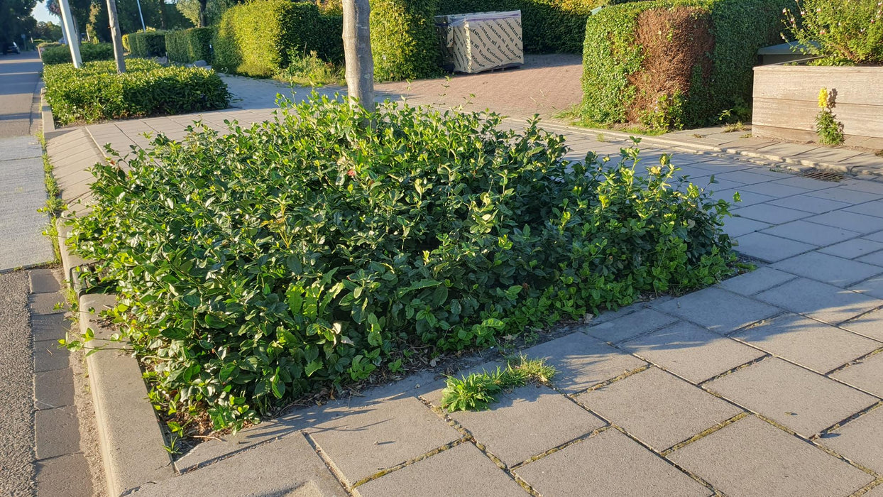 Euonymus fortunei 'Coloratus' - Japanse Kardinaalsmuts - ↕10-25cm - Ø9cm - 60x