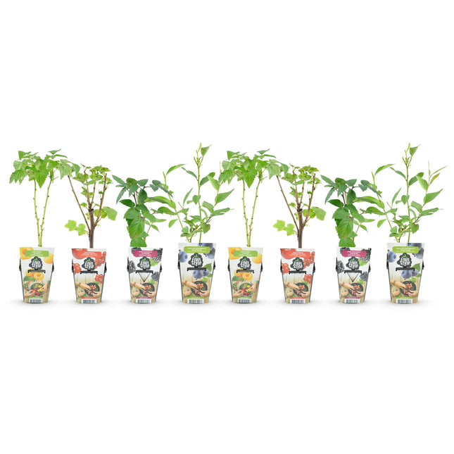 Regenbogenmischung – Johannisbeere – Gelbe Himbeere – Brombeere – Blaubeere – ↕30–35 cm – Ø9 cm – 8 Stück