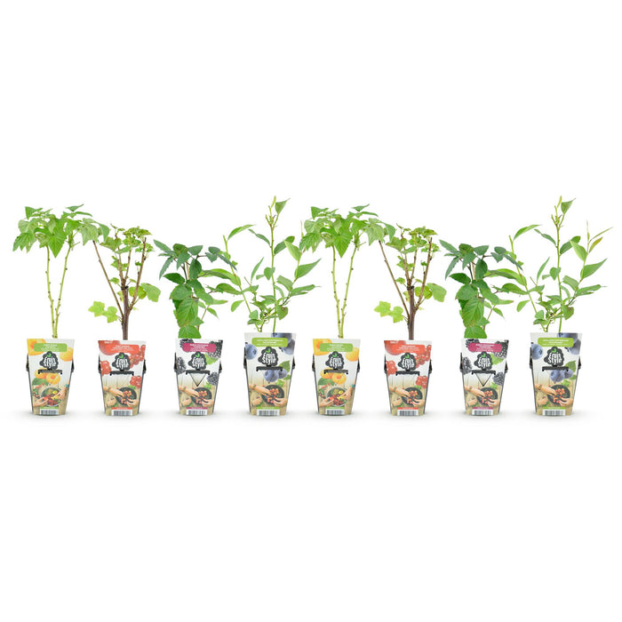 Rainbow mix - Rode Bes - Gele Framboos - Zwarte Braam - Blauwe Bes - ↕30-35cm - Ø9cm - 8x