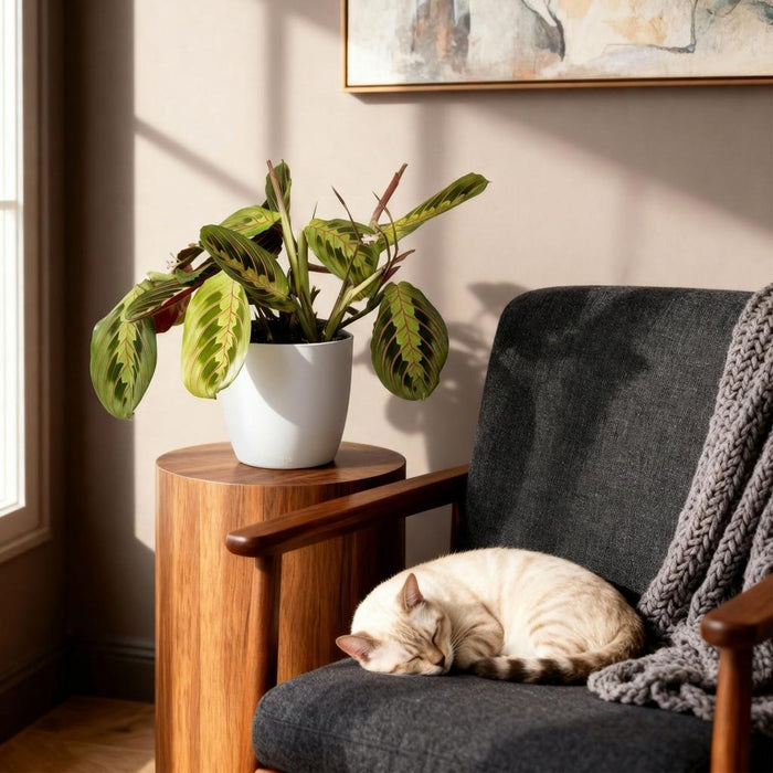 Maranta Fascinator Tricolour - Gebedsplant - met witte plantenpotten - ↕25cm - Ø12cm - 2x